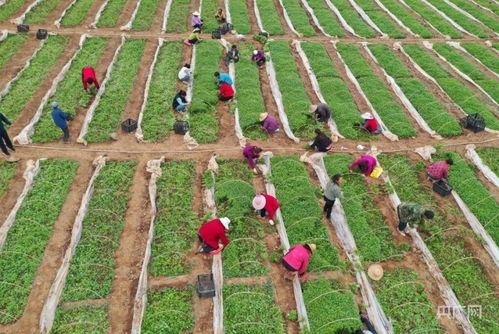 瞰縣域丨甘肅成縣 小品種逆襲，編織強縣域大網