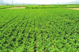 蘭州市農(nóng)產(chǎn)品質(zhì)量安全邁向新臺階 初級農(nóng)產(chǎn)品檢測基本實現(xiàn)全覆蓋