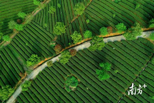 英德紅茶 從地理標(biāo)志到品牌聲譽(yù)百強(qiáng)的進(jìn)階之路